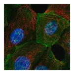 Merck Anti-MAPT antibody produced in rabbit