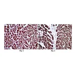 Merck Anti-COX4 Antibody
