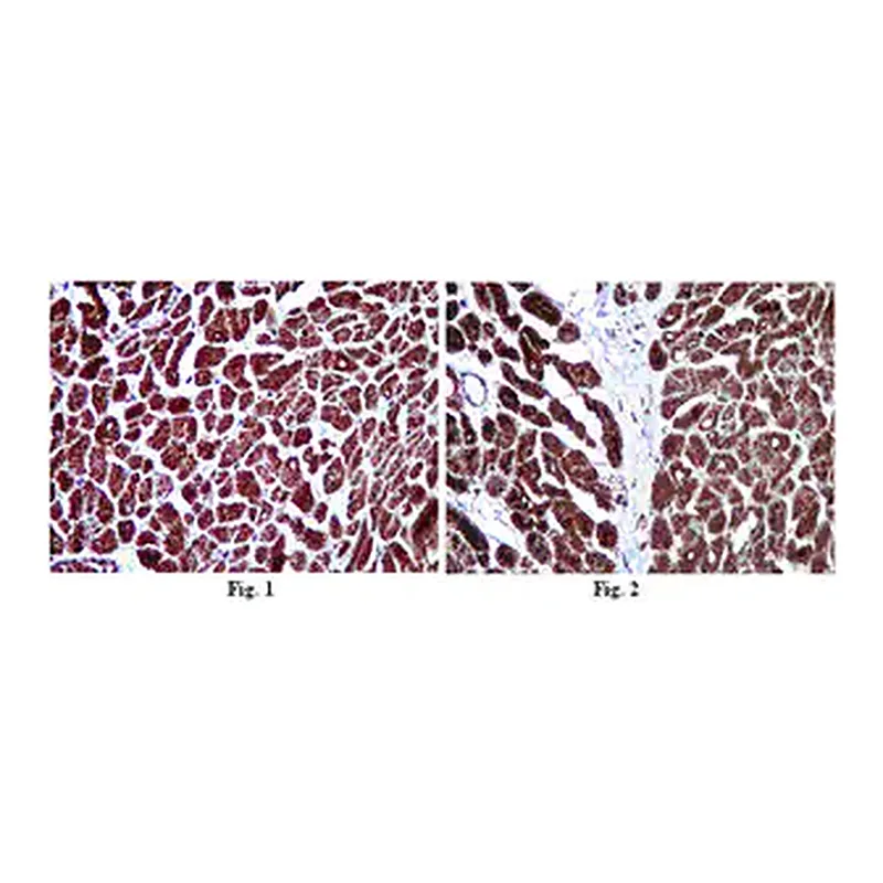 Merck Anti-COX4 Antibody