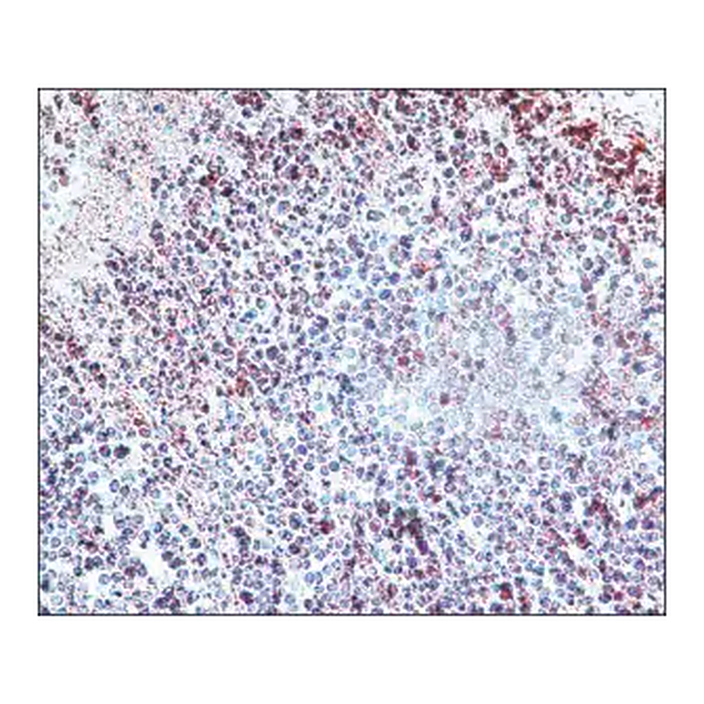Merck Anti-Histone Deacetylase 3 (HDAC3) antibody produced in rabbit