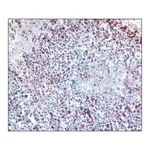 Merck Anti-Histone Deacetylase 3 (HDAC3) antibody produced in rabbit