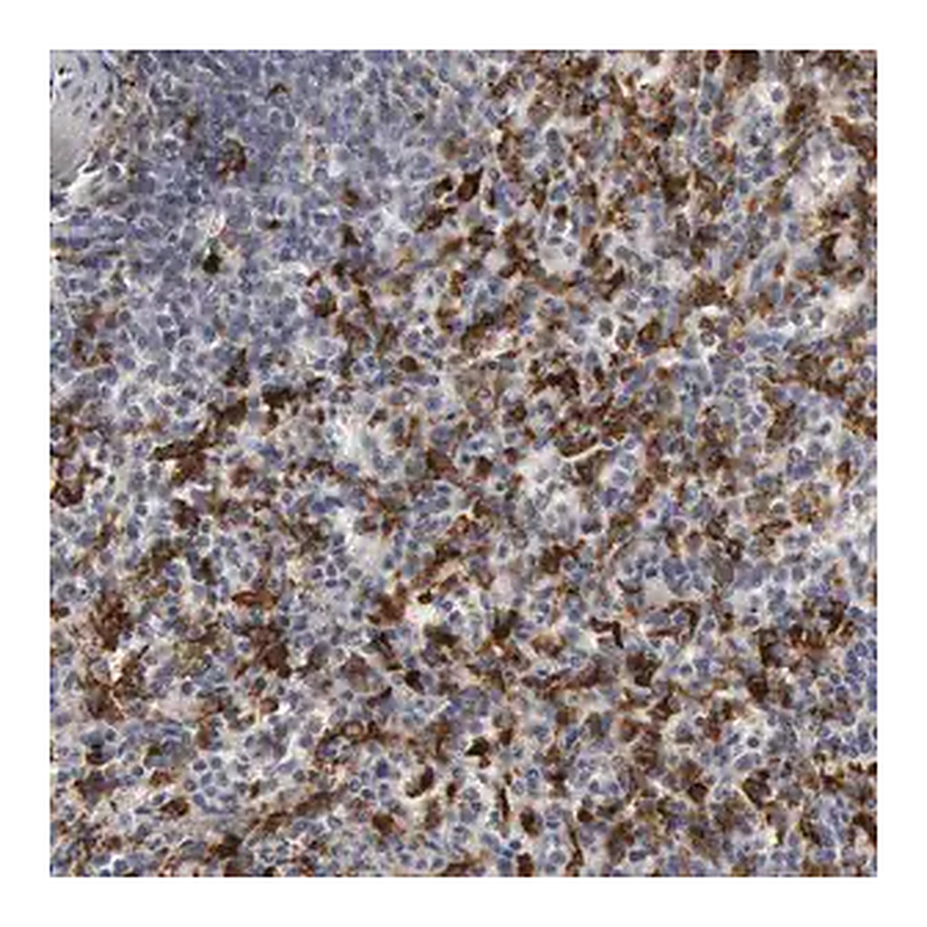 Merck Anti-C1QC antibody produced in rabbit