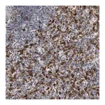 Merck Anti-C1QC antibody produced in rabbit