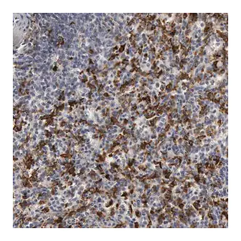 Merck Anti-C1QC antibody produced in rabbit