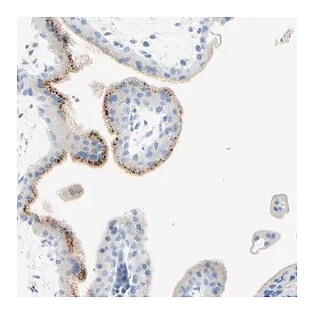 Merck Anti-IL6ST antibody produced in rabbit