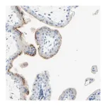 Merck Anti-IL6ST antibody produced in rabbit