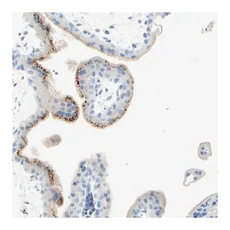 Merck Anti-IL6ST antibody produced in rabbit