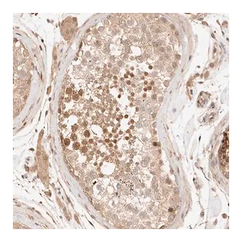 Merck Anti-TRIM11 antibody produced in rabbit
