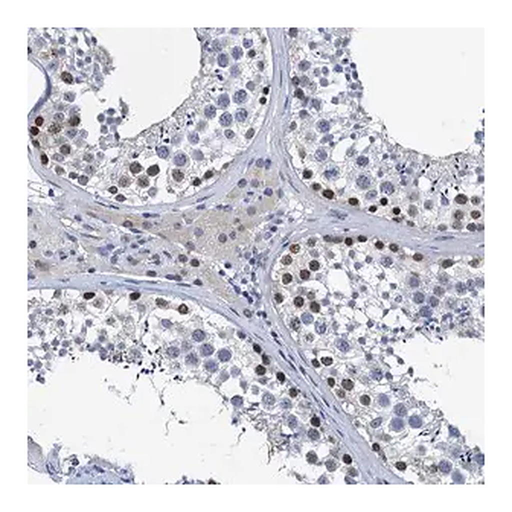 Merck Anti-HSF2 antibody produced in rabbit
