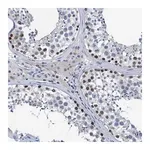Merck Anti-HSF2 antibody produced in rabbit