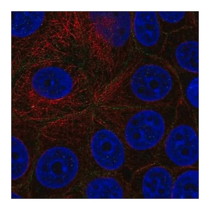 Merck Anti-EPCAM antibody produced in rabbit