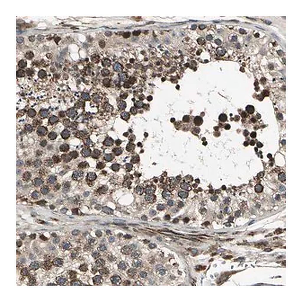 Merck ANTI-EXD2 antibody produced in rabbit