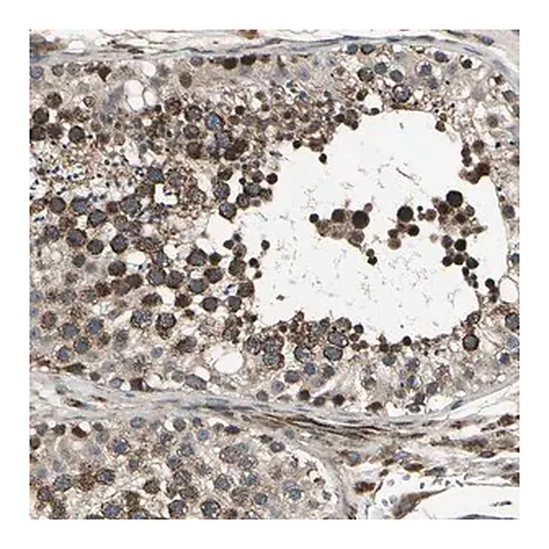 Merck ANTI-EXD2 antibody produced in rabbit