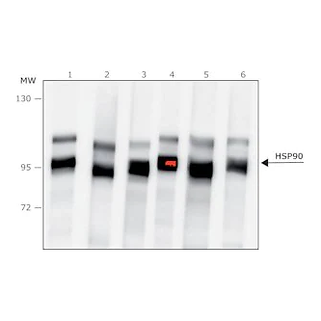 Merck Anti-HSP90 antibody produced in rabbit