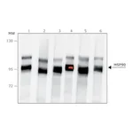 Merck Anti-HSP90 antibody produced in rabbit