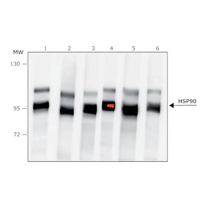 Merck Anti-HSP90 antibody produced in rabbit
