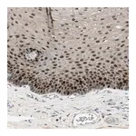 Merck Anti-PITX1 antibody produced in rabbit