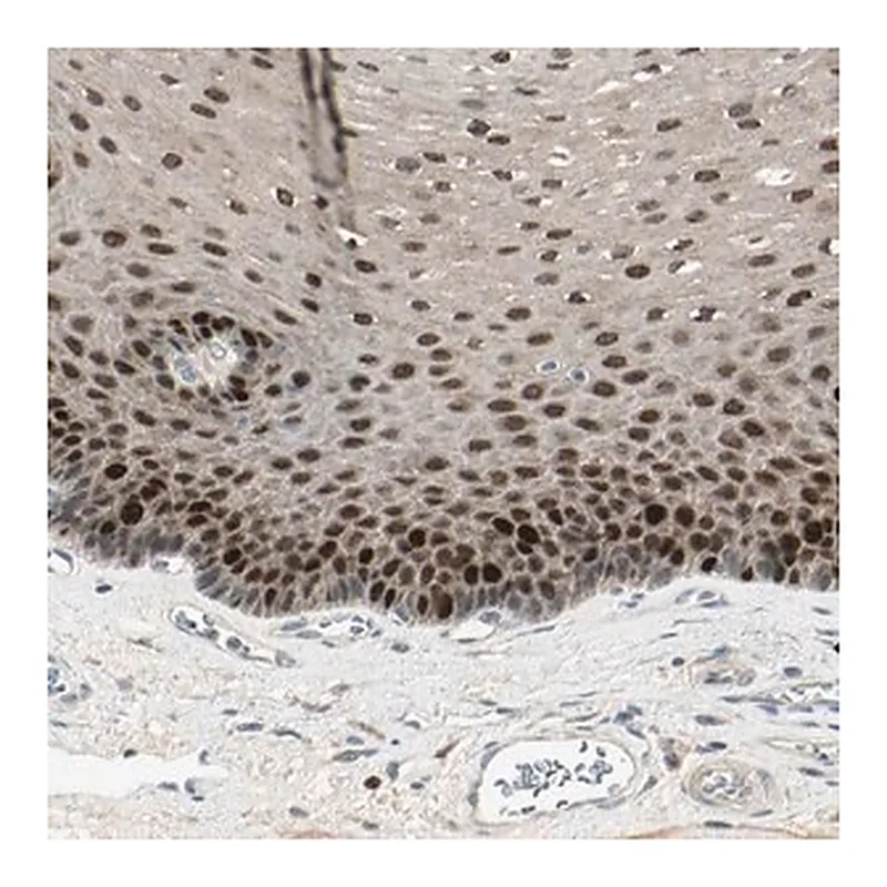 Merck Anti-PITX1 antibody produced in rabbit