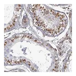 Merck Anti-AGAP1 antibody produced in rabbit