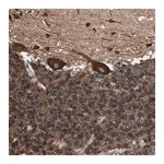 Merck Anti-GPSM2 antibody produced in rabbit