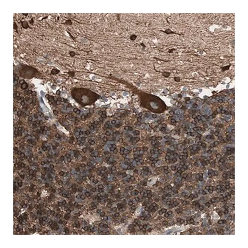 Merck Anti-GPSM2 antibody produced in rabbit