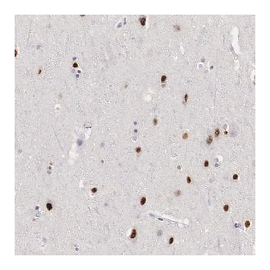 Merck Anti-FOXP2 antibody produced in rabbit