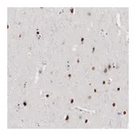 Merck Anti-FOXP2 antibody produced in rabbit