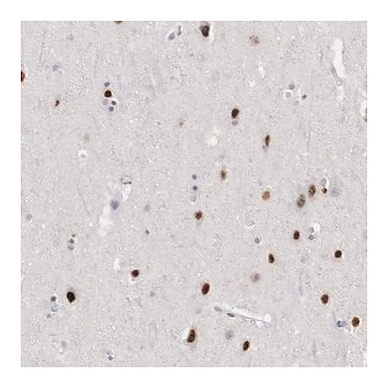 Merck Anti-FOXP2 antibody produced in rabbit