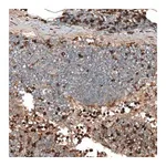 Merck Anti-HJURP antibody produced in rabbit