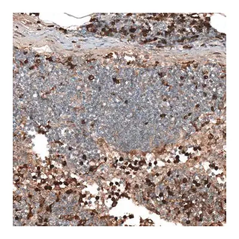 Merck Anti-HJURP antibody produced in rabbit