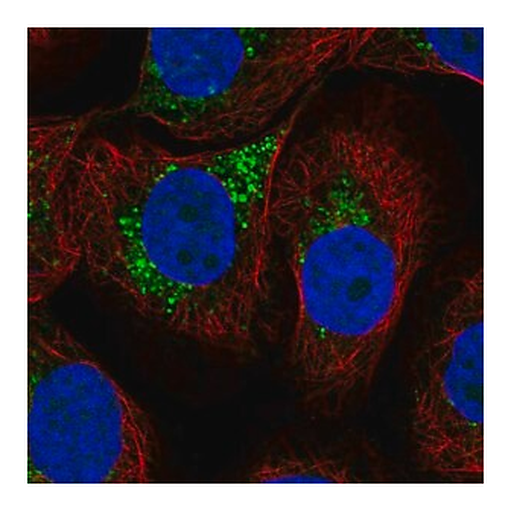 Merck Anti-LAPTM4A antibody produced in rabbit