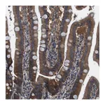 Merck Anti-DENND4C antibody produced in rabbit