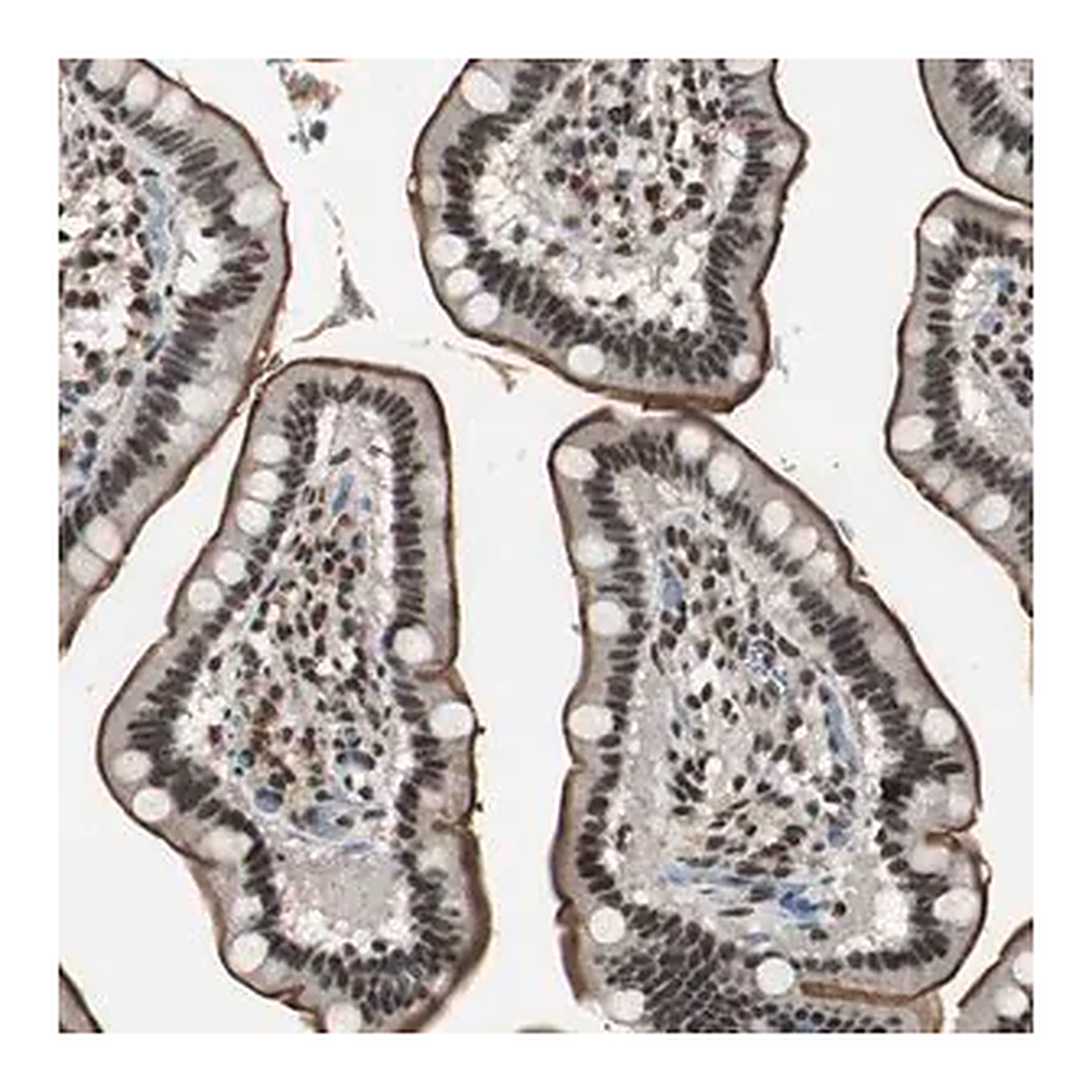 Merck Anti-MKX antibody produced in rabbit