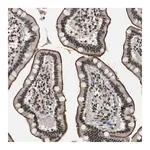 Merck Anti-MKX antibody produced in rabbit