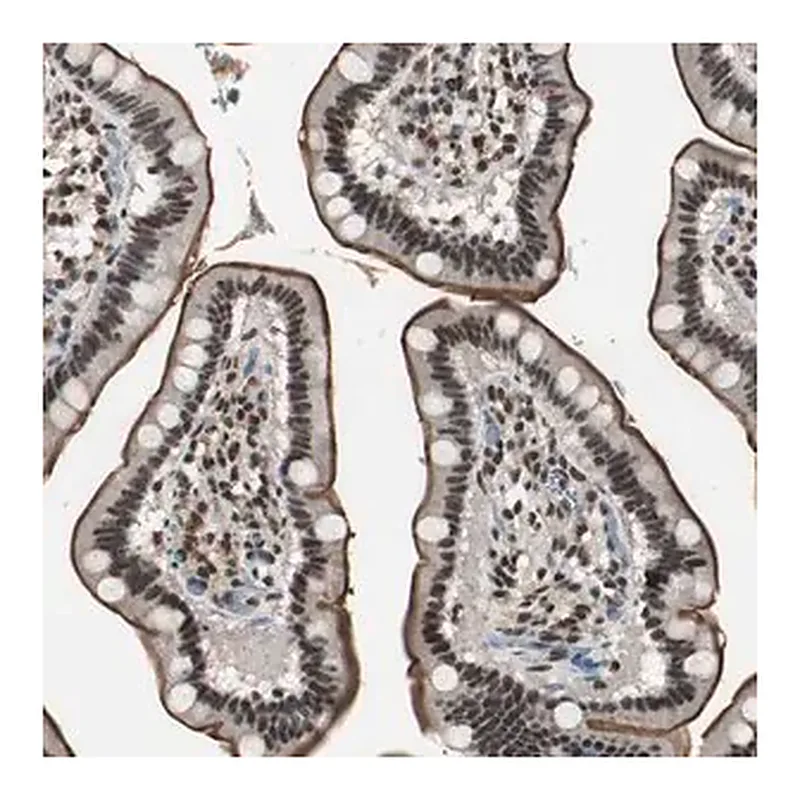 Merck Anti-MKX antibody produced in rabbit