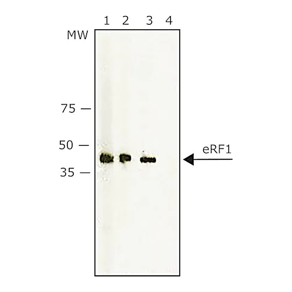 Merck Anti-eRF1 antibody produced in rabbit