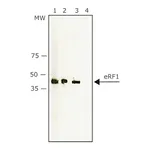 Merck Anti-eRF1 antibody produced in rabbit