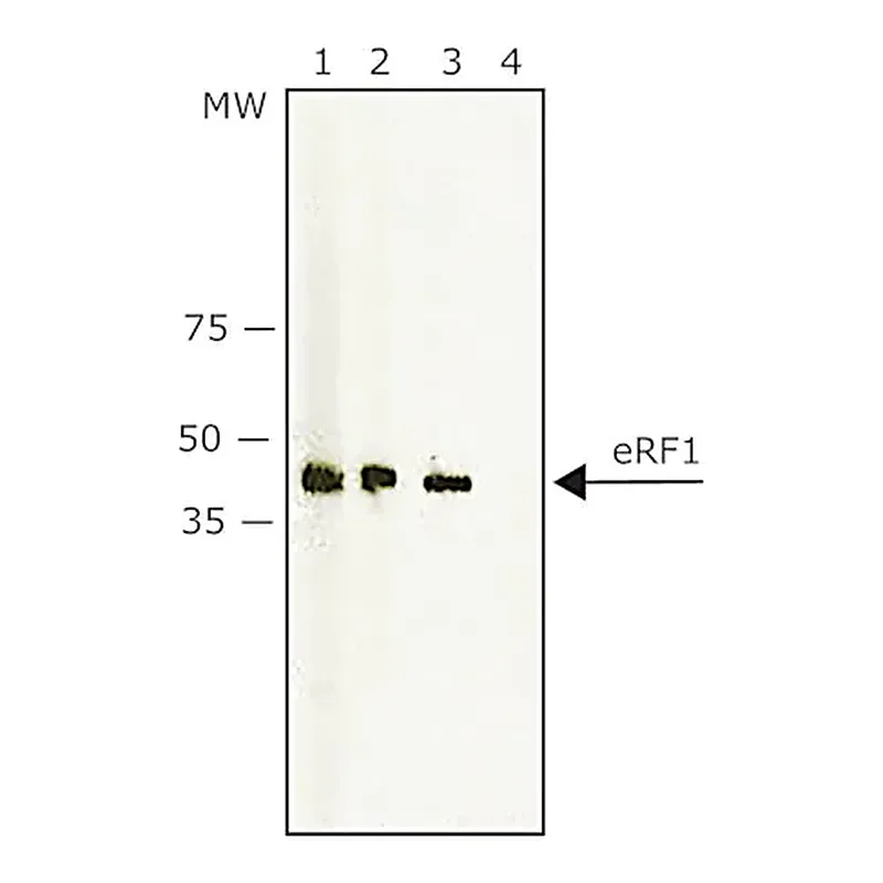 Merck Anti-eRF1 antibody produced in rabbit