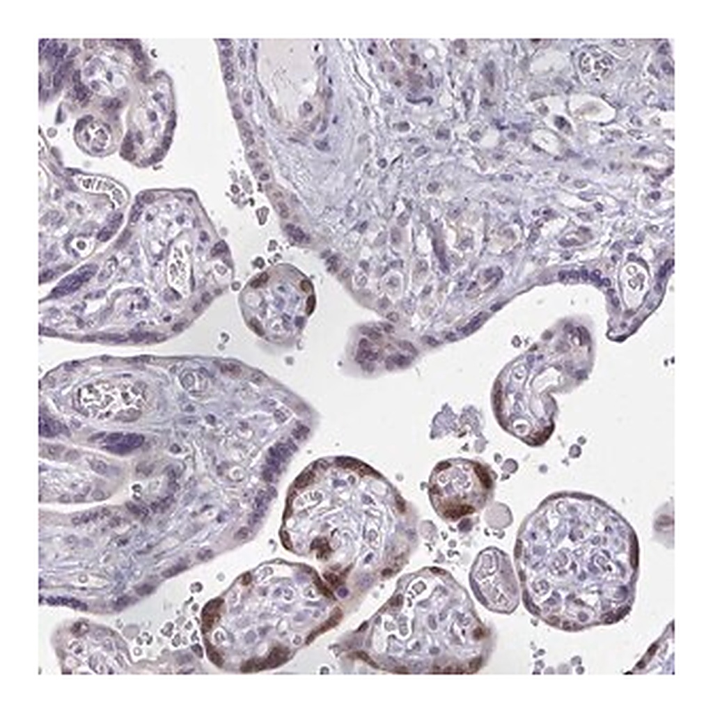 Merck Anti-VGLL3 antibody produced in rabbit