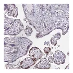 Merck Anti-VGLL3 antibody produced in rabbit