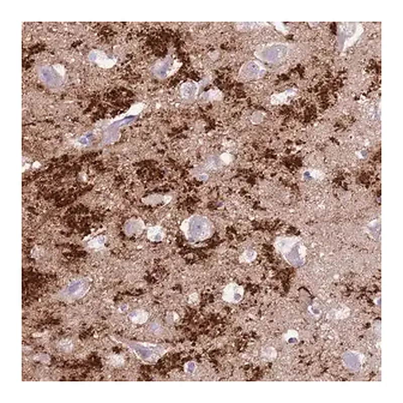 Merck Anti-SLC7A14 antibody produced in rabbit