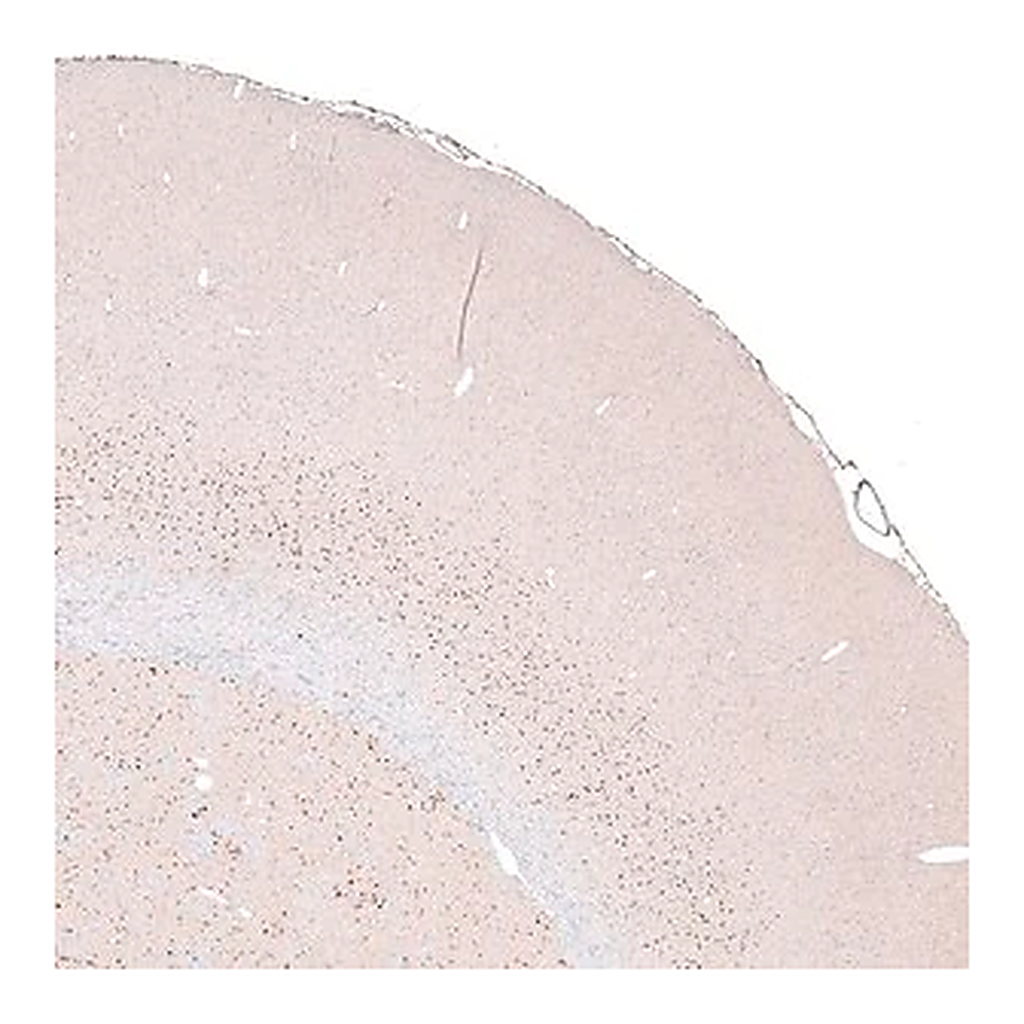Merck Monoclonal Anti-FOXP2 antibody produced in mouse