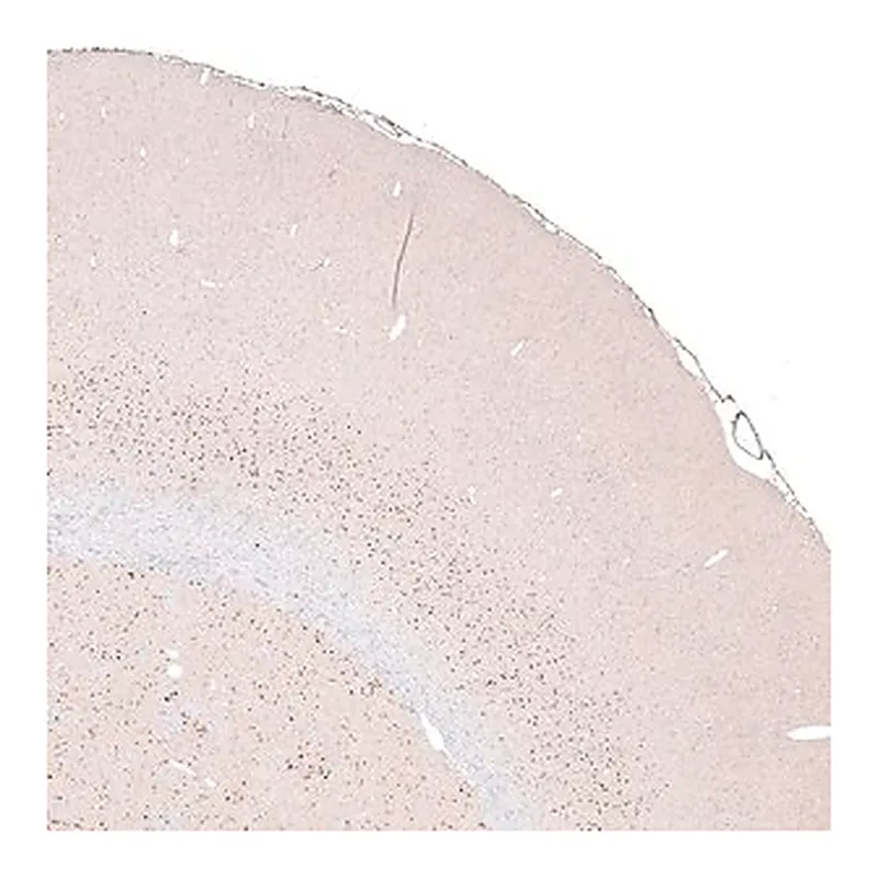 Merck Monoclonal Anti-FOXP2 antibody produced in mouse