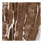 Merck Anti-ZCCHC6 antibody produced in rabbit