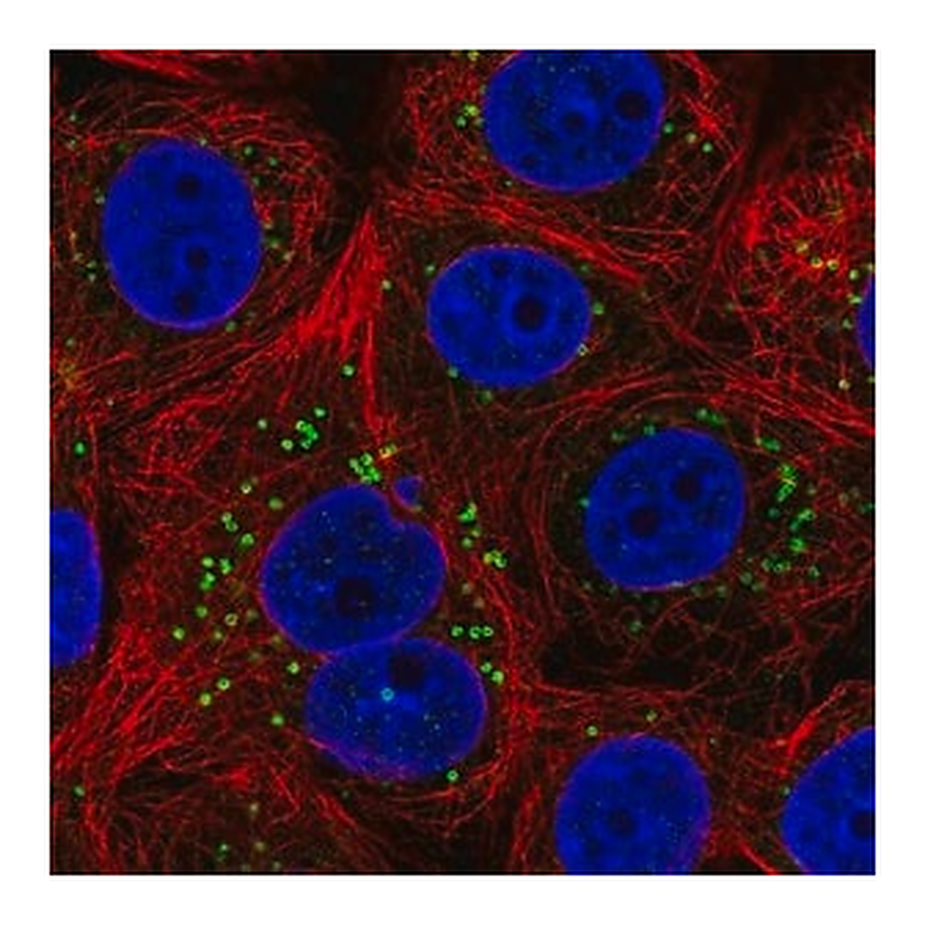 Merck Anti-FAF2 antibody produced in rabbit