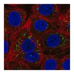 Merck Anti-FAF2 antibody produced in rabbit