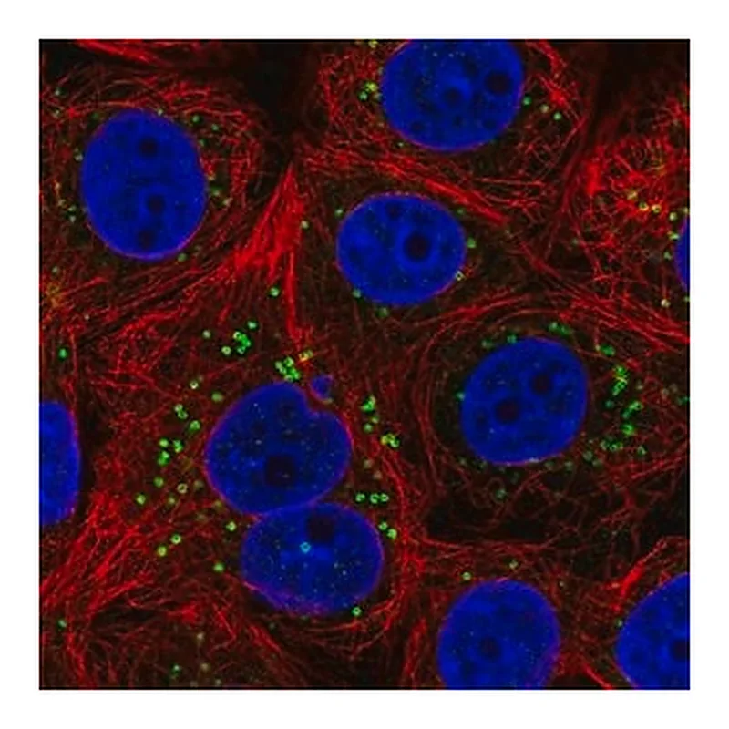 Merck Anti-FAF2 antibody produced in rabbit