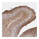 Merck Anti-GSDMB antibody produced in rabbit