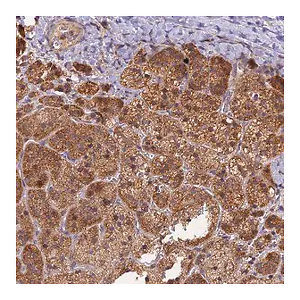 Merck Anti-PEX3 antibody produced in rabbit