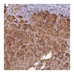Merck Anti-PEX3 antibody produced in rabbit